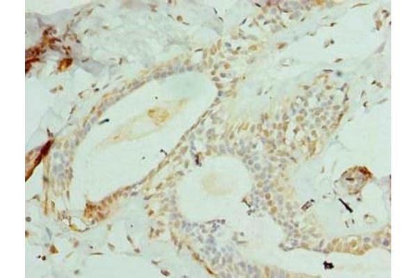 CCDC97 antibody  (AA 1-343)