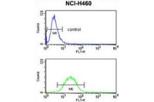 Flow cytometry analysis of NCI-H460 cells (bottom histogram) compared to a negative control cell (top histogram) using Fibulin-3  Antibody (N-term), followed by FITC-conjugated goat-anti-rabbit secondary antibodies. (FBLN3 antibody  (N-Term))