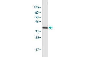 Western Blot detection against Immunogen (35. (PRPSAP1 antibody  (AA 175-266))