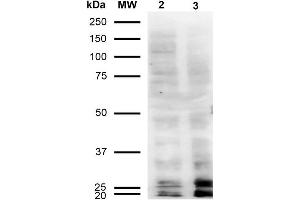 Western Blot analysis of Human Cervical Cancer cell line (HeLa) showing detection of Malondialdehyde -BSA using Mouse Anti-Malondialdehyde Monoclonal Antibody, Clone 11E3 . (Malondialdehyde antibody  (FITC))