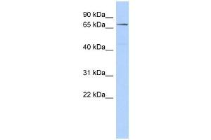 CLPB antibody used at 1 ug/ml to detect target protein. (CLPB antibody)