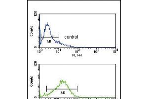 IRF8 Antibody (Center) (ABIN389337 and ABIN2839449) flow cytometry analysis of Jurkat cells (bottom histogram) compared to a negative control cell (top histogram). (IRF8 antibody  (AA 241-269))