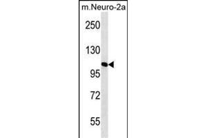 N2A2 Antibody (Center) (ABIN656432 and ABIN2845722) western blot analysis in mouse Neuro-2a cell line lysates (35 μg/lane). (MAN2A2 antibody  (AA 767-796))
