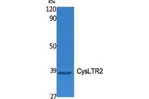 Western Blot (WB) analysis of specific cells using CysLTR2 Polyclonal Antibody. (CasLTR2 antibody  (C-Term))