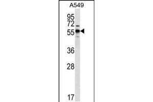 Western blot analysis in A549 cell line lysates (35ug/lane). (SPNS3 antibody  (C-Term))