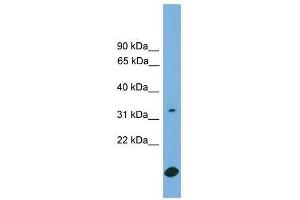 RAB9A antibody used at 0. (RAB9A antibody  (Middle Region))