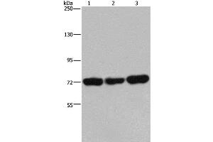 Western Blot analysis of 293T, Jurkat and Hela cell using PCK2 Polyclonal Antibody at dilution of 1:600 (PEPCK antibody)