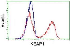 HEK293T cells transfected with either RC202189 overexpress plasmid (Red) or empty vector control plasmid (Blue) were immunostained by anti-KEAP1 antibody (ABIN2453951), and then analyzed by flow cytometry. (KEAP1 antibody)
