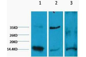 Western Blotting (WB) image for anti-Histone 3 (H3) (H3K9me2) antibody (ABIN3178661) (Histone 3 antibody  (H3K9me2))