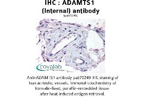 Image no. 1 for anti-ADAM Metallopeptidase with Thrombospondin Type 1 Motif, 1 (ADAMTS1) (Internal Region) antibody (ABIN1731522) (ADAMTS1 antibody  (Internal Region))