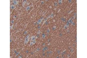 Figure. (PCDHB16 antibody  (AA 35-347))