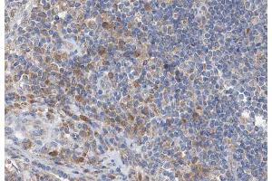 ABIN6266555 at 1/100 staining human lymph node tissue sections by IHC-P. (GZMB antibody)