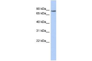 WB Suggested Anti-TMTC1 Antibody Titration:  0. (TMTC1 antibody  (Middle Region))