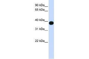 WB Suggested Anti-DEGS1 Antibody Titration:  0. (DEGS1 antibody  (N-Term))