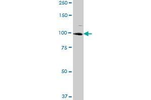 Western Blotting (WB) image for anti-Serrate RNA Effector Molecule Homolog (SRRT) (AA 1-796) antibody (ABIN526827)