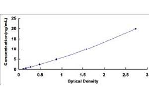 PDIA2 ELISA Kit