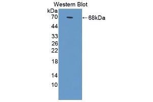 Figure. (Annexin A9 antibody  (AA 1-345))