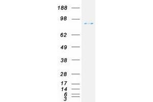 Validation with Western Blot (Transferrin Receptor 2 Protein (TFR2) (Myc-DYKDDDDK Tag))