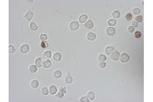 Immunofluorescence (IF) image for anti-Iododeoxyuridine (IdU) antibody (ABIN2669972) (IdU antibody)