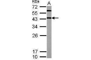 WB Image Sample (20 ug of whole cell lysate) A: mouse ESC 12% SDS PAGE antibody diluted at 1:5000