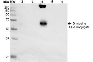 Western Blot analysis of Dityrosine-BSA Conjugate showing detection of 67 kDa Dityrosine-BSA using Mouse Anti-Dityrosine Monoclonal Antibody, Clone 10A6 . (Dityrosine antibody  (HRP))