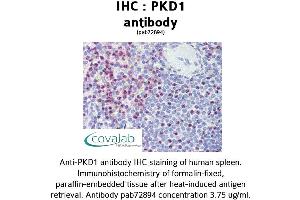 Image no. 1 for anti-Polycystic Kidney Disease 1 (Autosomal Dominant) (PKD1) (C-Term) antibody (ABIN1738122) (PKD1 antibody  (C-Term))