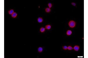 HEK 293T cells were stained with CHRNA7 Polyclonal Antibody, Unconjugated  at 1:500 in PBS and incubated for two hours at room temperature, followed by secondary antibody Goat Anti-Rabbit IgG, Cy3 conjugated -Cy3) used at 1:400 dilution for 90 minutes at 37°C.