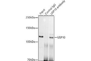 Immunoprecipitation analysis of 300 μg extracts of HeLa cells using 3 μg USP10 antibody (ABIN7271138). (USP10 antibody)