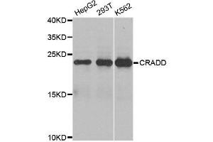 Western blot analysis of extracts of various cell lines, using CRADD antibody. (CRADD antibody  (AA 1-199))