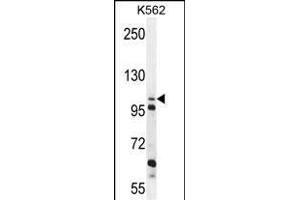 C4orf21 Antibody (N-term) (ABIN655214 and ABIN2850480) western blot analysis in K562 cell line lysates (35 μg/lane). (ZGRF1 antibody  (N-Term))
