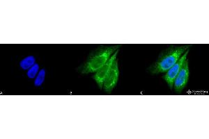 Immunocytochemistry/Immunofluorescence analysis using Rabbit Anti-KDEL Polyclonal Antibody . (KDEL antibody  (Atto 488))