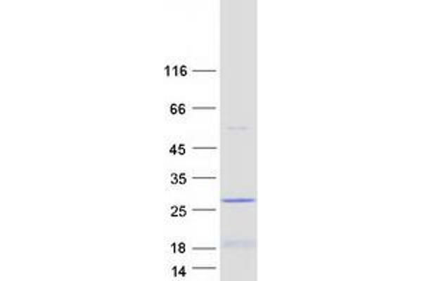 LIN52 Protein (Myc-DYKDDDDK Tag)