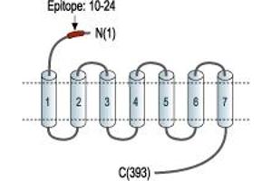 Representative domain view of the target of ABIN7043560.
