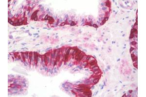 Anti-NCBP1 / CBP80 antibody IHC staining of human prostate. (NCBP1 antibody  (Internal Region))