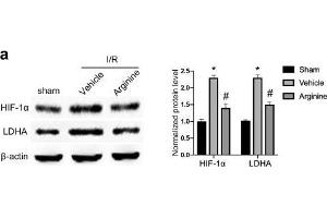 Western Blotting (WB) image for anti-Actin, beta (ACTB) (AA 1-50) antibody (ABIN724340)