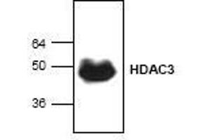 Image no. 1 for anti-Histone Deacetylase 3 (HDAC3) (C-Term) antibody (ABIN127236) (HDAC3 antibody  (C-Term))