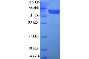SDS-PAGE (SDS) image for Paraoxonase 1 (PON1) (AA 2-355) protein (GST tag) (ABIN4975995) (PON1 Protein (AA 2-355) (GST tag))