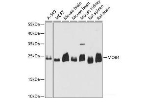 MOBKL3 antibody