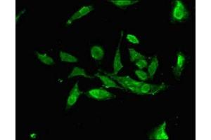 Immunofluorescent analysis of Hela cells using ABIN7166675 at dilution of 1:100 and Alexa Fluor 488-congugated AffiniPure Goat Anti-Rabbit IgG(H+L) (ALG13 antibody  (AA 112-285))