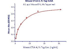 Immobilized Mouse B7-1, His Tag  with a linear range of 0. (CTLA4 Protein (AA 36-162) (Fc Tag))