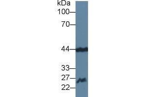 Detection of FGF15 in Mouse Cerebrum lysate using Polyclonal Antibody to Fibroblast Growth Factor 15 (FGF15) (FGF15 antibody  (AA 25-218))