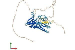 Protein Structure (PS) image for Ras-Related GTP Binding D (RRAGD) (AA 1-449) protein (His tag) (ABIN7558305)