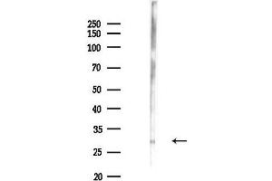 Western blot analysis of lysates from Mouse lung, using C/EBP alpha Antibody at 1/1000 dilution.