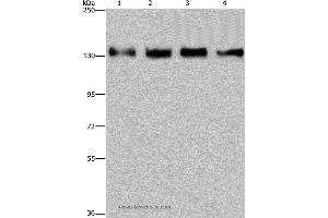 Western blot analysis of 293T, Hela, A172 and A549 cell, using GOLGA2 Polyclonal Antibody at dilution of 1:300 (Golgin A2 (GOLGA2) antibody)