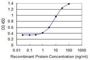 Detection limit for recombinant GST tagged KLHL1 is 0. (KLHL1 antibody  (AA 61-160))