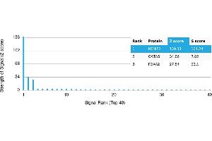 Protein Array (PAr) image for anti-Kv Channel Interacting Protein 2 (KCNIP2) antibody (ABIN7456123)