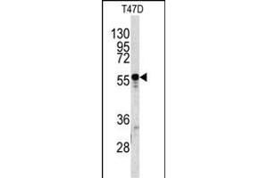 Western blot analysis of A1BG antibody (C-term) (ABIN391490 and ABIN2841457) in T47D cell line lysates (35 μg/lane).