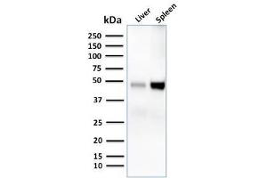 Western Blot Analysis of human liver and spleen tissue lysates using CD209 Mouse Monoclonal Antibody (C209/1781). (DC-SIGN/CD209 antibody)