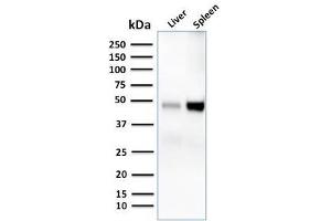Western Blot Analysis of human liver and spleen tissue lysates using CD209 Mouse Monoclonal Antibody (C209/1781).