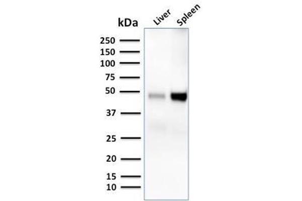 DC-SIGN/CD209 antibody